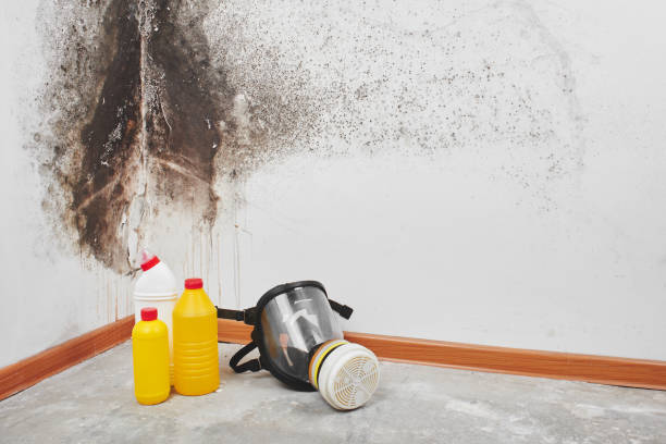 Best Mold Remediation  in Advance, MO