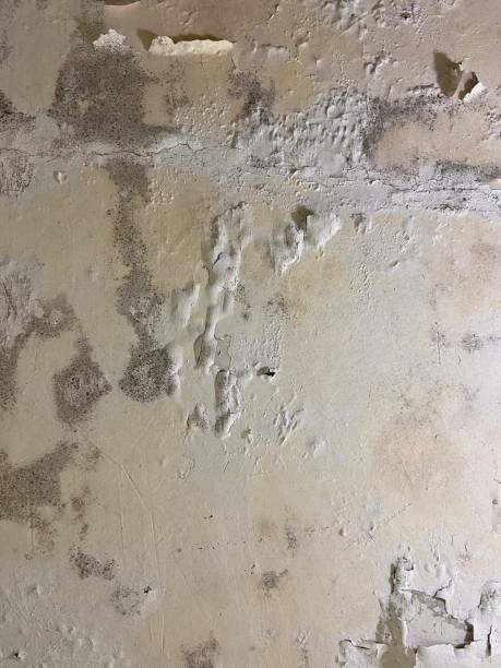 Advance, MO Mold Removal Company