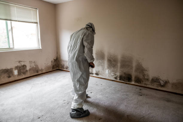 Certified Mold Removal in Advance, MO