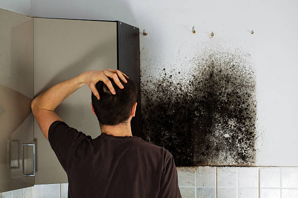 Best Mold Damage Repair  in Advance, MO