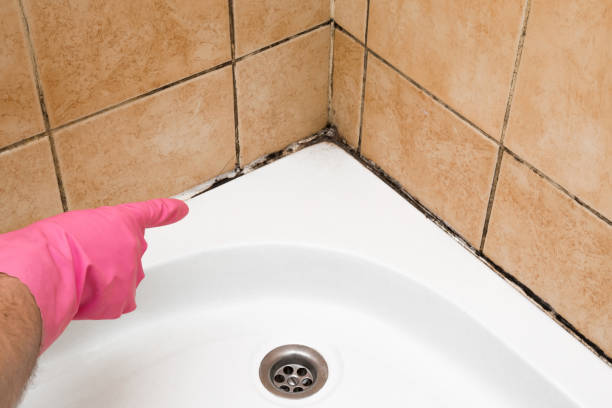 Best Mold Cleaning Services  in Advance, MO